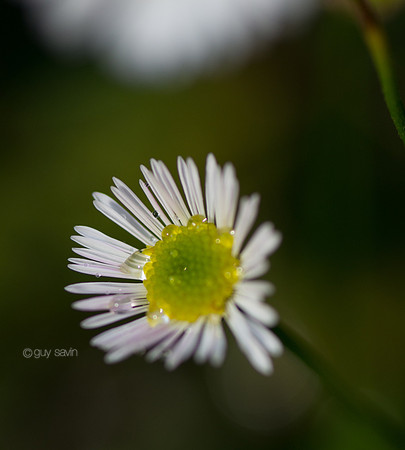 IMGP2603