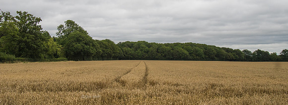 IMGP3615
