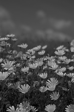 IMGP4897 (1)