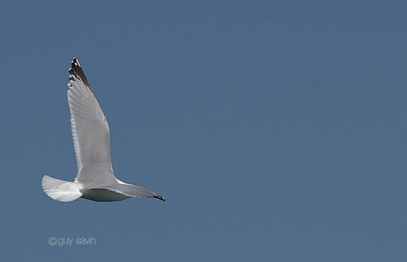 IMGP0111_2 (1)