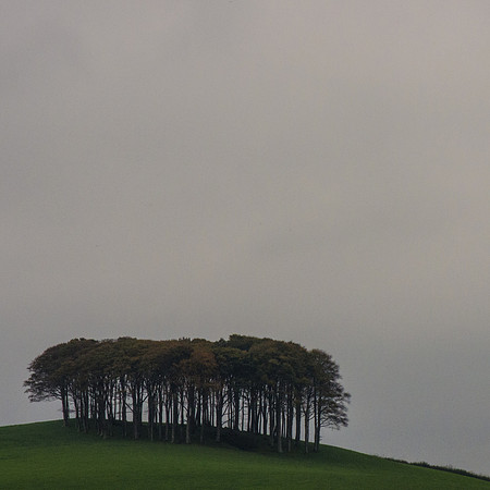 copse