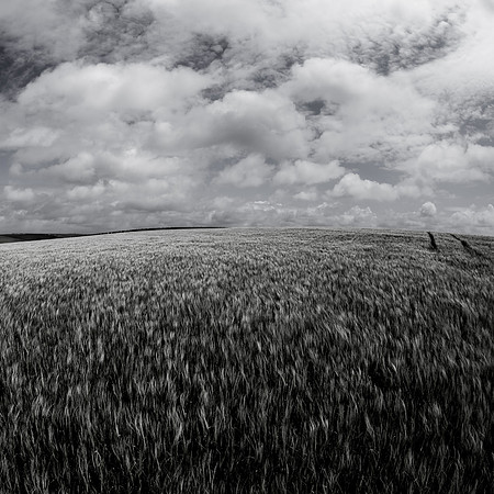 cornish barley I