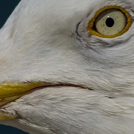 bird's eye